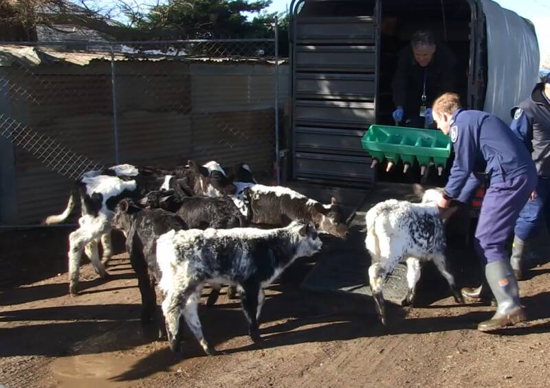 The stolen calves recovered by police this week.