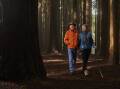 The Redwoods Walk in Beech Forest. Photo: Great Ocean Road Tourism