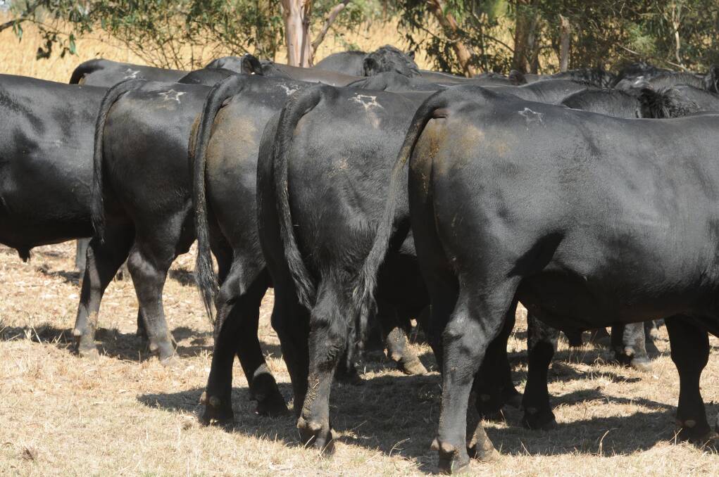 STAR POWER: As a seedstock producer, Te Mania Angus is one of the oldest and most successful gene pools in Australasia, celebrating its 90th anniversary last year.  