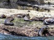 SMILE: Seeing the seals in Portland is a highlight of any visit. Photo: Great Ocean Road Regional Tourism