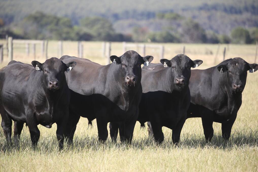 SIRES OF THE SEASON The autumn drop sale bulls on offer at Weeran Angus are displaying exceptional type, deep bodied, heavily muscled, structurally correct cattle with excellent temperament.   