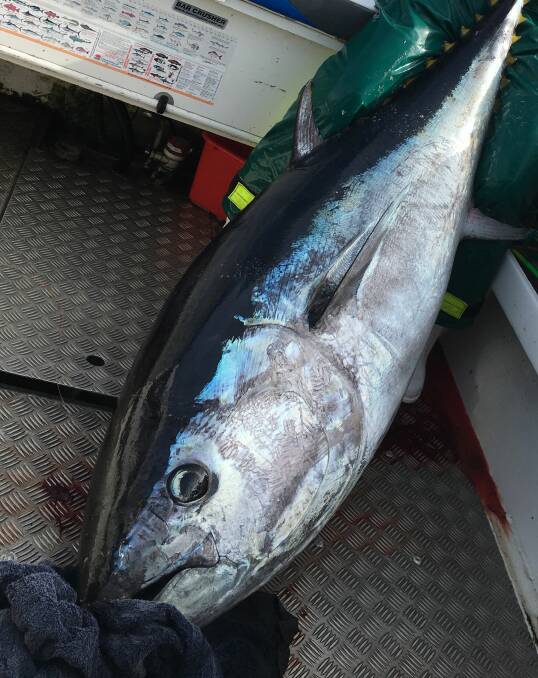 WHAT A CATCH: A 125kg bluefin tuna caught in the area in 2018. Will someone reel in a fish this huge during the Hooked on Tuna competition? Photo courtesy of Peter Goode.  