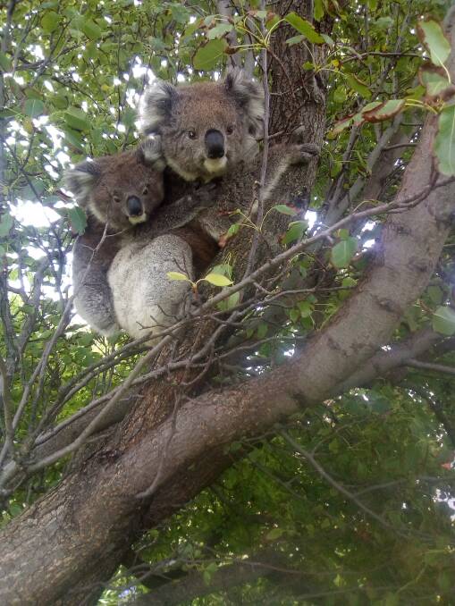 Two koalas rescued by Wildlife Victoria volunteers after trying to cross Princes Highway. Picture: Supplied.