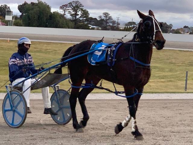 Excellent week: Scotts Creek's Xavier O'Connor after victory with Abbey Fields at Stawell. O'Connor has been involved in three wins in the past fortnight. Picture: Stawell Harness Racing Club