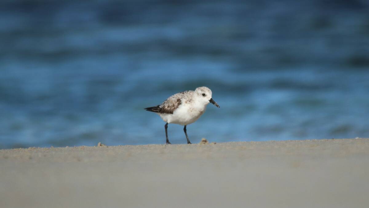 By the water: A sanderling at Killarney Beach. Picture: Daniel Lees