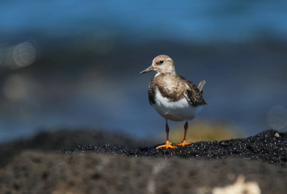 From the Artic: BirdLife Australia officer Daniel Lees took a photo of this Ruddy Turnstone at Killarney Beach. Picture: Daniel Lees