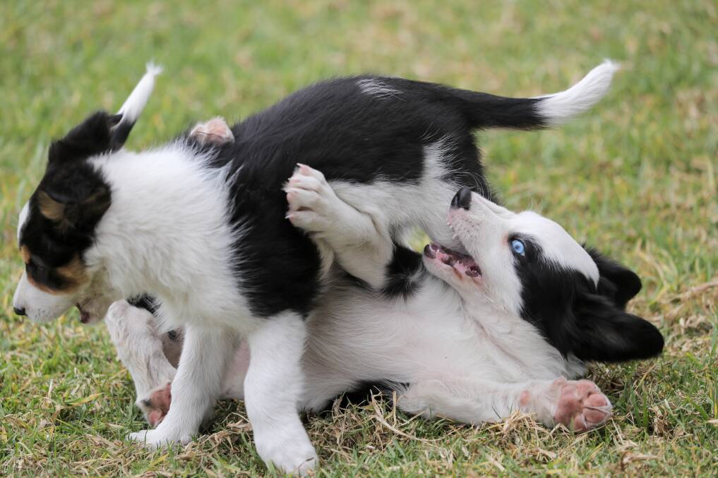 Puppy love: These Collie pups were a highlight at last year's Commonwealth Championship sheepdog trials. The Ray Farley Memorial trial is among the events that leads up to Commonwealth Championships in February. Picture: Rob Gunstone