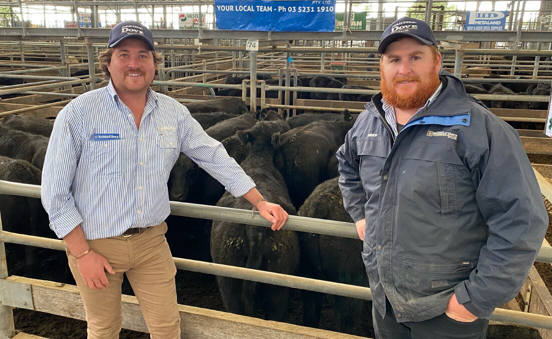 BIG SPEND: Charles Stewart Dove director/auctioneer Shelby Howard and livestock agent Andrew Dalton with the top pen of Angus heifers, 505kg, consigned by J&G Carson, Irrewillipe, which sold for $2660.