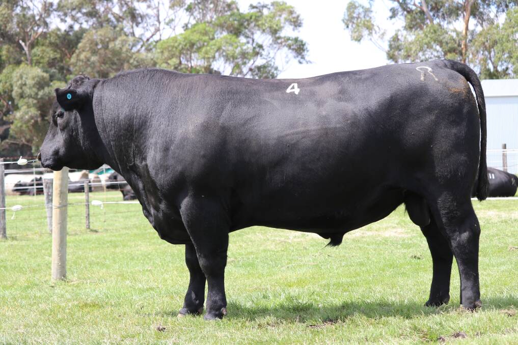 BEST: Claremont Angus Lot 4 was one of two stud bulls that topped the sale at $8500.