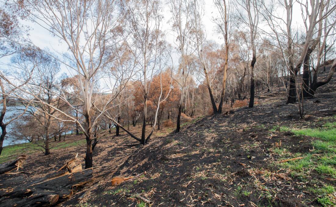 RECOVERY: Land around Lake Bullen Merri burnt in the St Patrick's Day fire. Picture: Christine Ansorge
