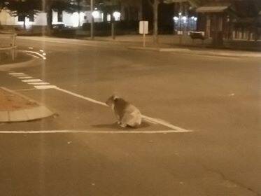 MORNING: The koala was found near the intersection of Kepler and Timor Streets. Picture: Supplied