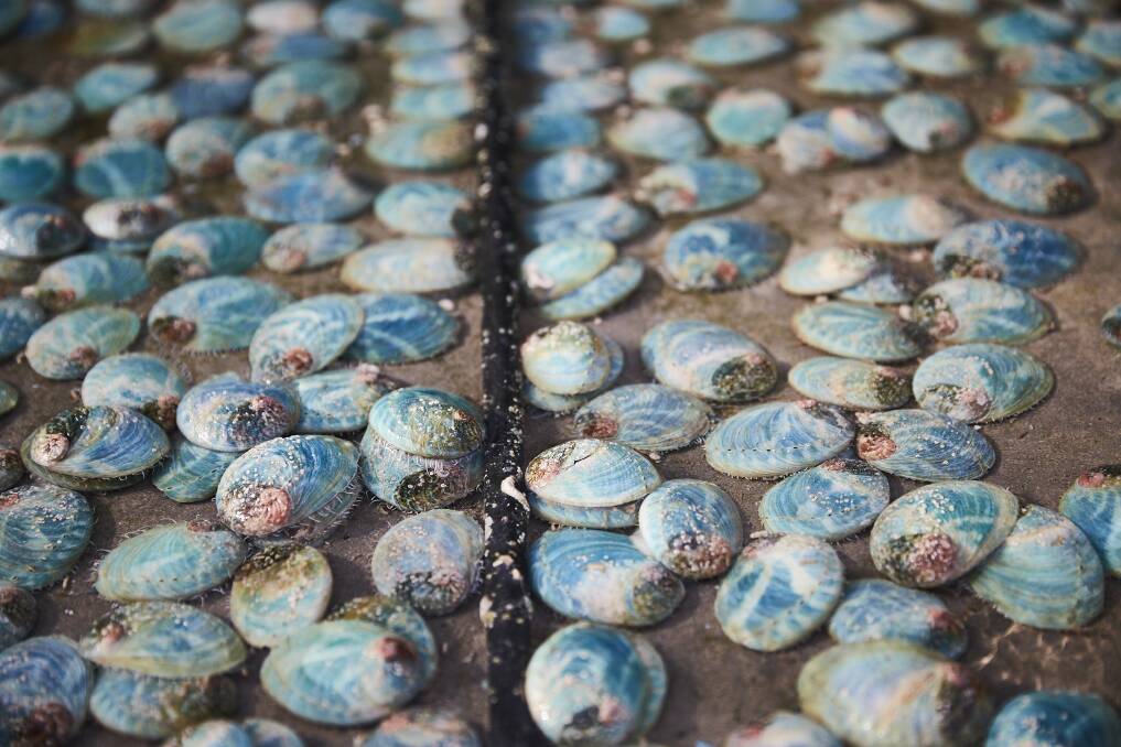 DIVIDED: A abalone farm near Portland would be the largest abalone production site in Australia.