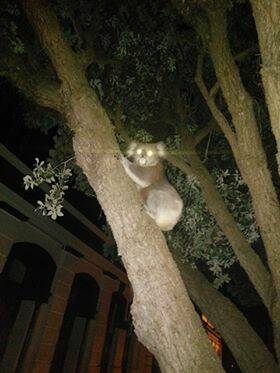 SAFE FOR NOW: Dee Sanders helped the koala get safely to a tree in Kepler Street. Picture: Supplied
