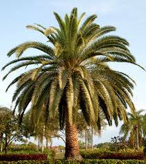GREENERY: Warrnambool City Council will plant 24 Canary Island Date Palms on Mortlake Road.
