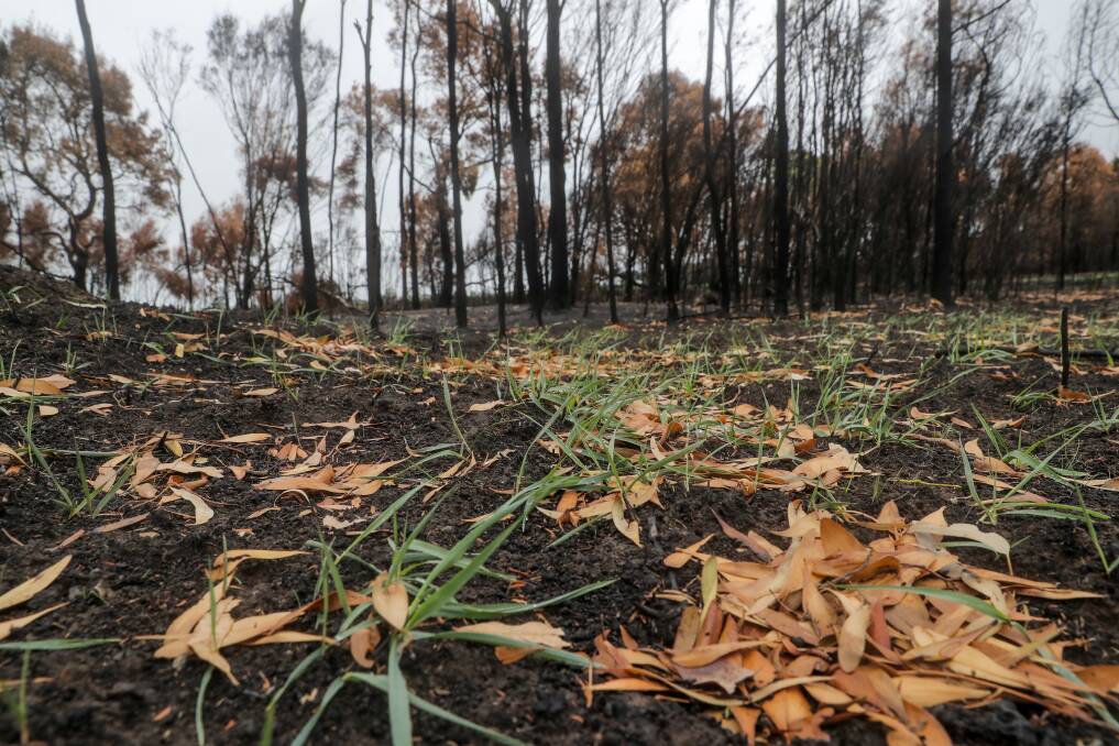 PLANNING IS KEY: Signs of regrowth start to appear through the black one month after the St Patrick's Day fires in 2018 burnt around Cobden and other communities.