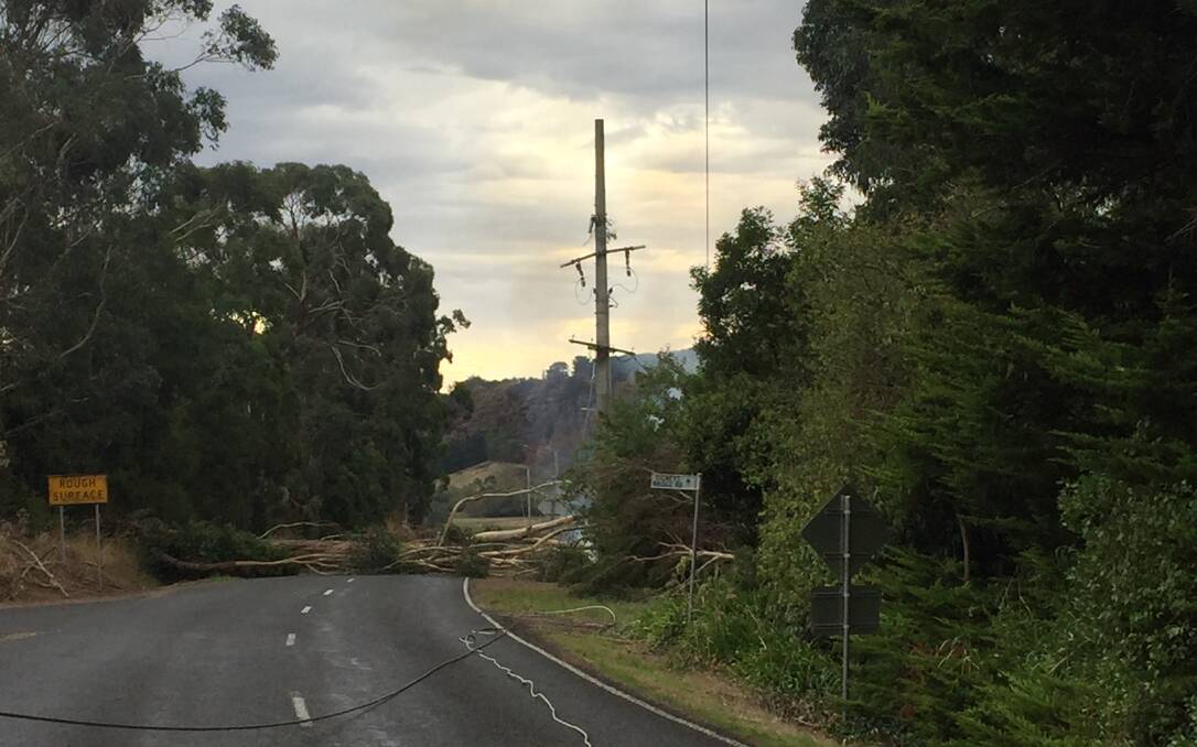 Review: Powercor is investigating an incident in which a fallen tree sparked a grass fire at Glenfyne on Sunday. 