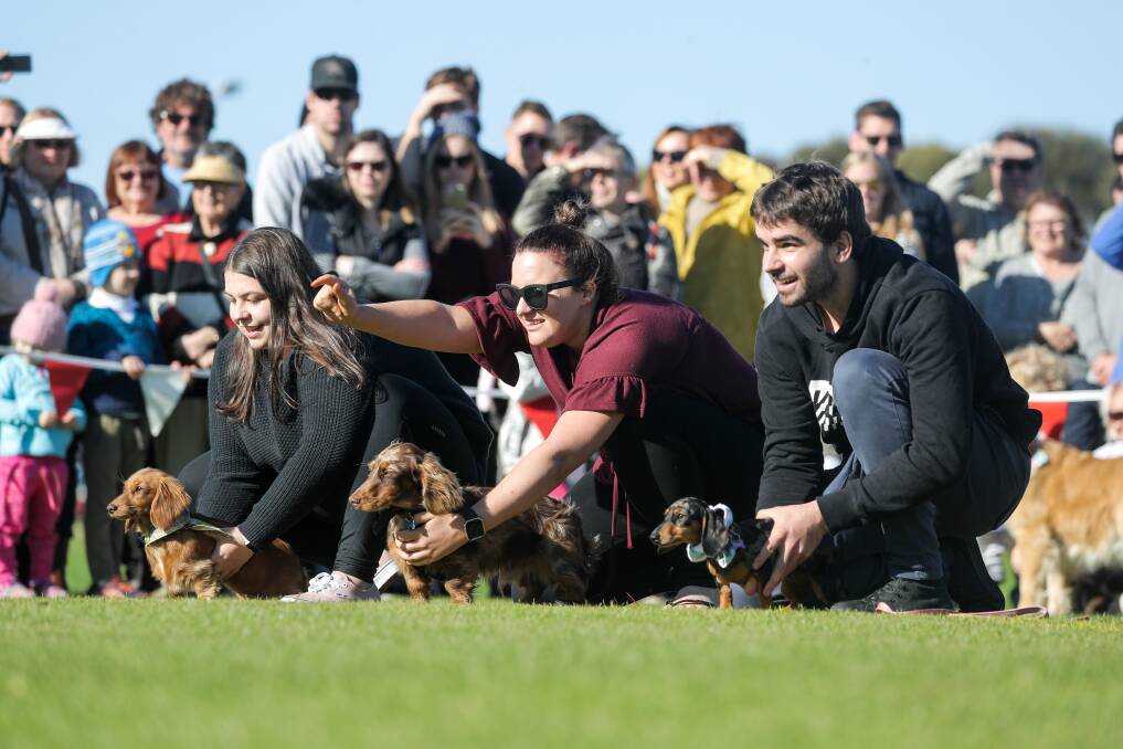 Dashing to the finish: Warrnambool's Danielle Hartley points the way down the course for her dog Theo at the Dachshund Dash as part of this year's Port Fairy's Winter Weekends festival. Picture: Rob Gunstone