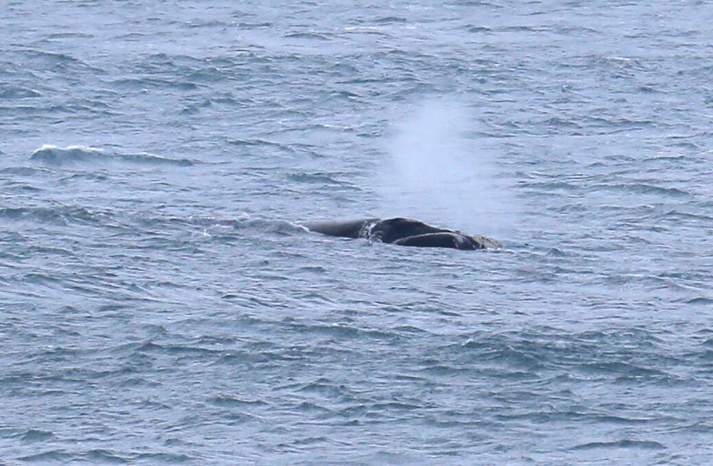 Hopeful: A slow start to the whale season is to blame for the city’s lack of tourists, says the council.