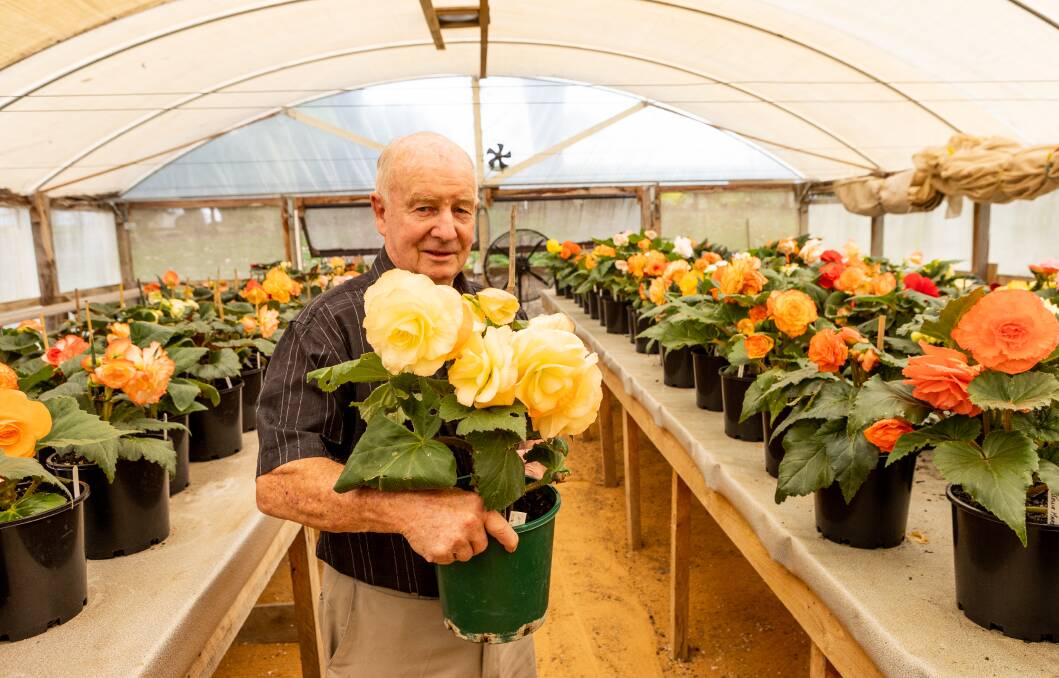 Allansford's Clarrie Matthews has rebuilt his begonia collection after it was decimated in the St Patrick's Day fires almost five years ago. Picture by Anthony Brady