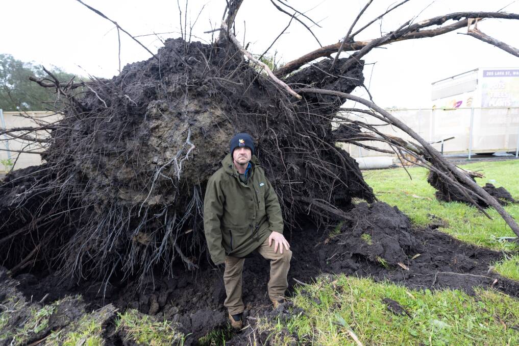 South West Advanced Trees owner David Winters watched as the "massive" red gum tree came crashing down, destroying everything in its path at the wholesale tree farm. Picture by Sean McKenna