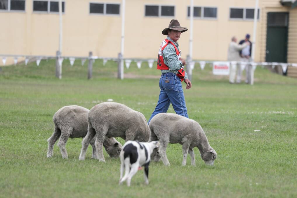 Port Fairy hosts Commonwealth Championship Sheep Dog Trials | The