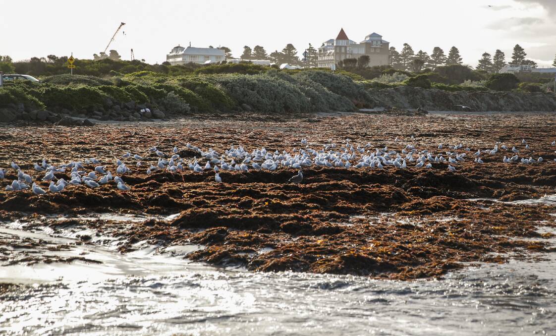 HIGH COST: Seaweed at Warrnambool's Lady Bay this week. It will not be removed, the Warrnambool City Council says. Picture: Chris Doheny