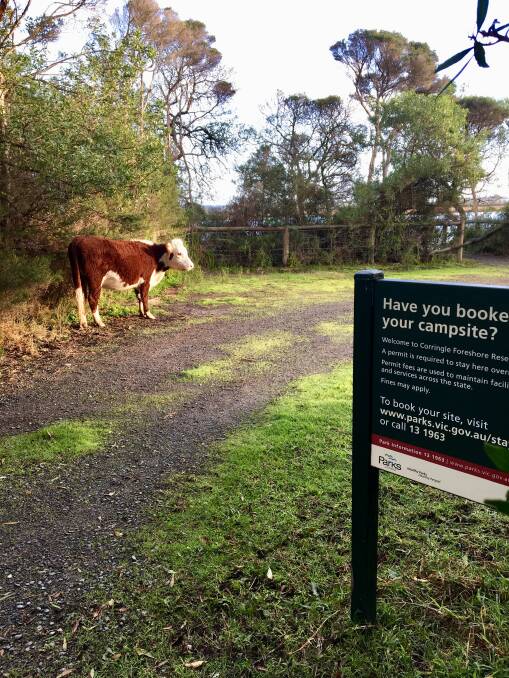 On notice: 'Keep cows in a paddock, not a park' authority warns.