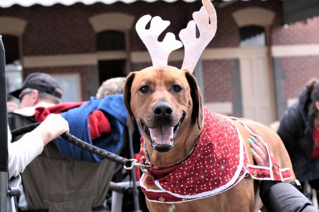Festive: 'Reindeer' dogs also attend the popular Koroit event, to be held Sunday, December 5.