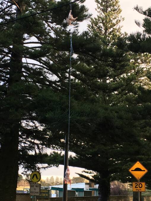 Prank: The uncooked processed chickens were found hanging from a powerline in Warrnambool on Thursday morning. 