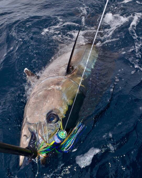 Keen: Big barrels will be in high demand this weekend as the Hooked on Tuna fishing competition kicks off. This bluefin tuna was caught and released by Madeline Whitty and Dave Standing on Monday. Photo: Supplied
