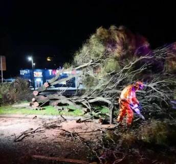 A Warrnambool SES volunteer works to remove a fallen tree from Raglan Parade, near Laverock Road on Wednesday night. Its crew were kept busy overnight and into Thursday morning with storm damage callouts. Picture supplied