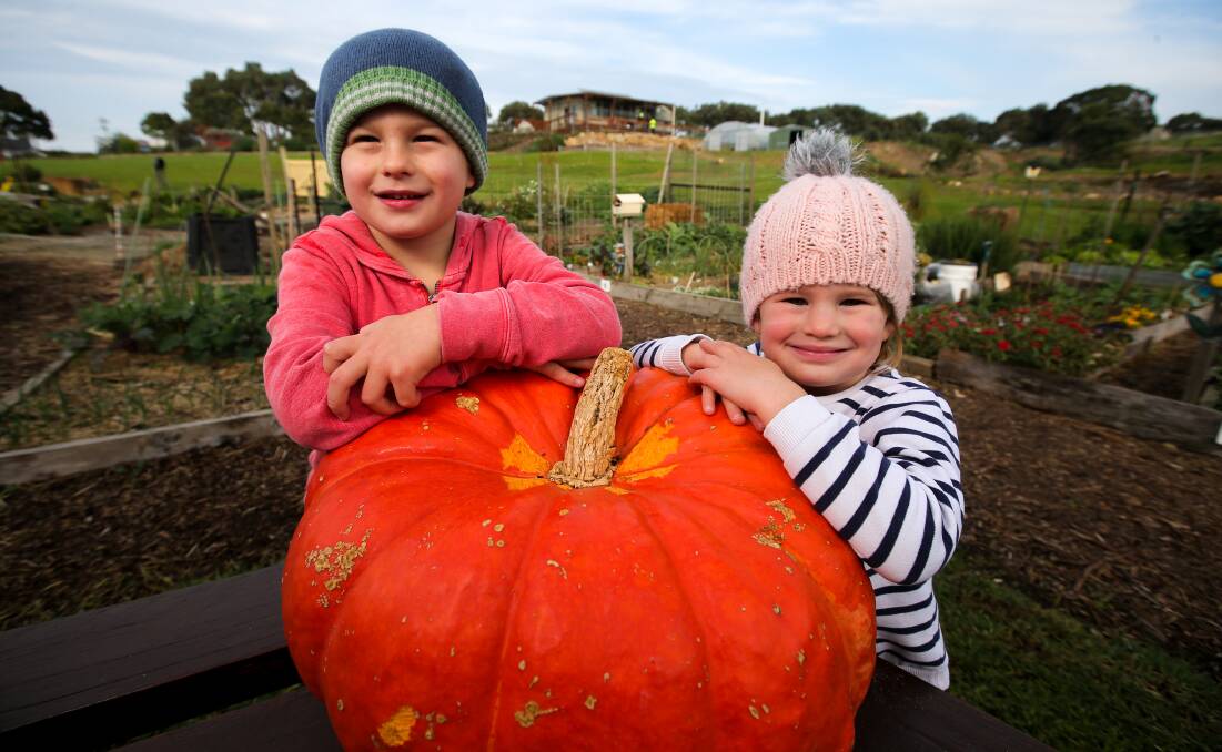 Harvest time: Will, 5, and Luca Chisholm, 3, see which is the biggest pumpkin at Warrnambool's community garden ahead of the Pumpkin Festival. Picture: Rob Gunstone
