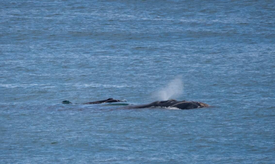 Baby news: Resident southern right whale 'Odd Lips' and its calf have been sighted at Logans Beach. It is the first calf to be born in Warrnambool this season. Picture: Coralee Askew 