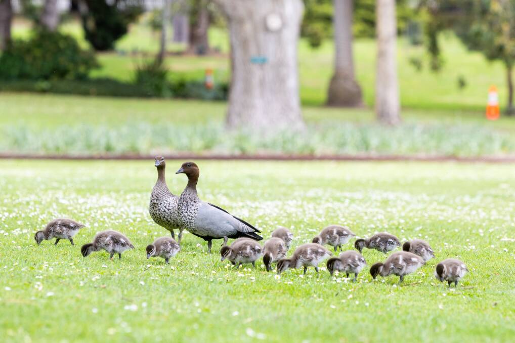 Spring has sprung at the Warrnambool Botanic Gardens with the arrival of a brood of ducklings in late September. Picture by Eddie Guerrero