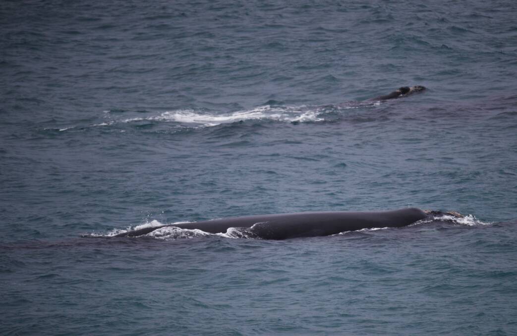 Farewell: The last confirmed sighting at Logans Beach was on September 14 where a cow – calf pair was reported.
