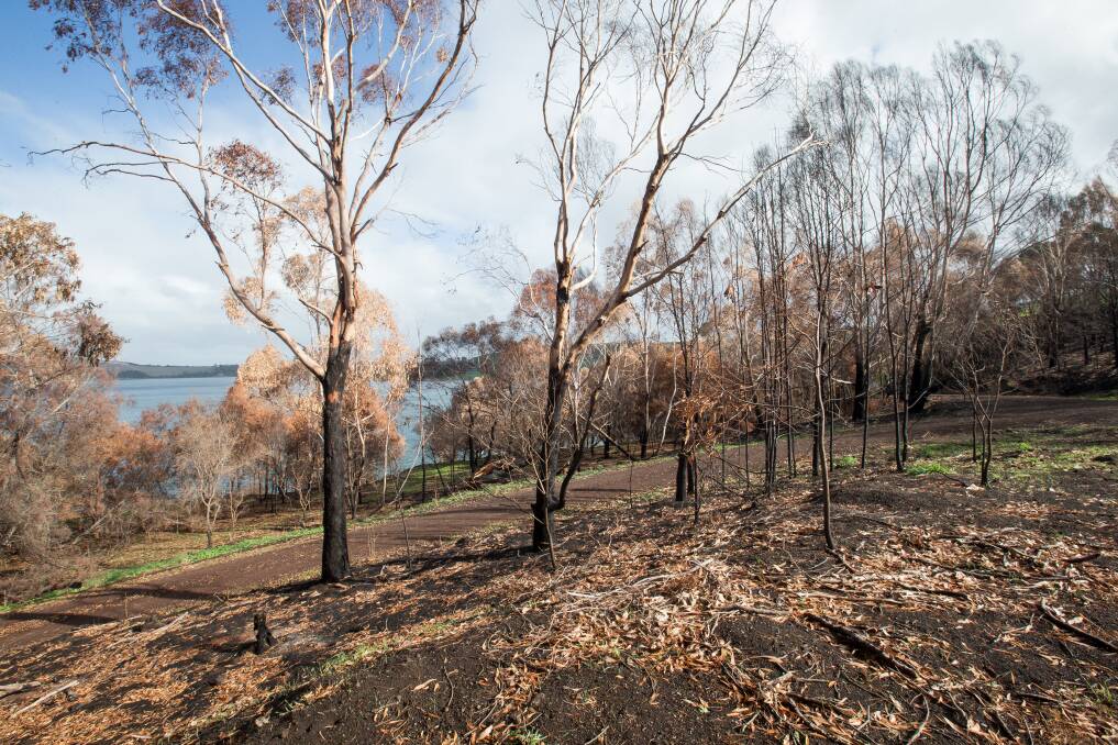 Court action: A third class action against Powercor has been launched in the Supreme Court for Gnotuk and Camperdown residents and landowners affected by the St Patrick's Day fires. Pictured - The northern and western sides of Lake Bullen Merri which were burnt in the St Patrick's Day fire. Picture: Christine Ansorge