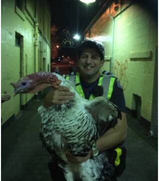 Warrnambool’s wild turkey recovers after night out