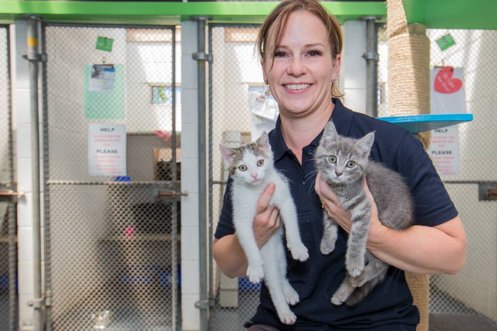 Homeless: Warrnambool RSPCA shelter supervisor Tracey Patterson is calling on people to adopt a kitten or cat after an influx of felines being dumped at the shelter in the past week. Picture: Christine Ansorge

