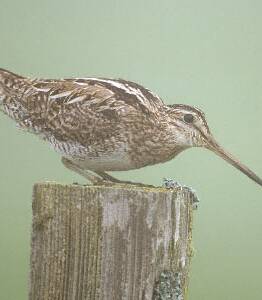 International visitor: Latham's snipes will be the topic of discussion at a gathering in Port Fairy on Sunday. 