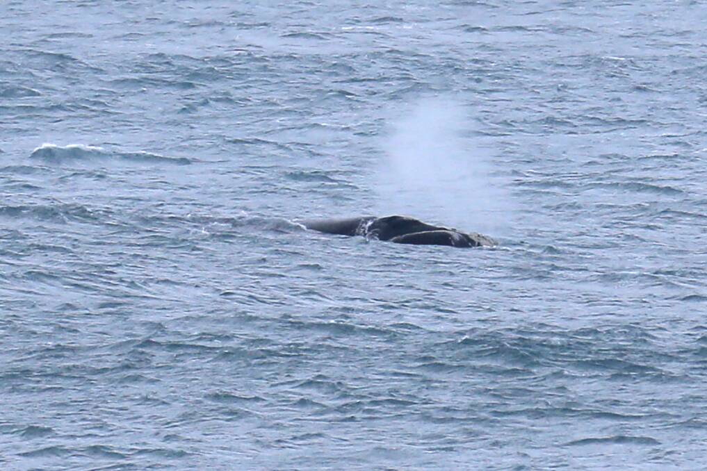 They're here: There have been several confirmed whale sightings in the region. Picture: Rob Gunstone