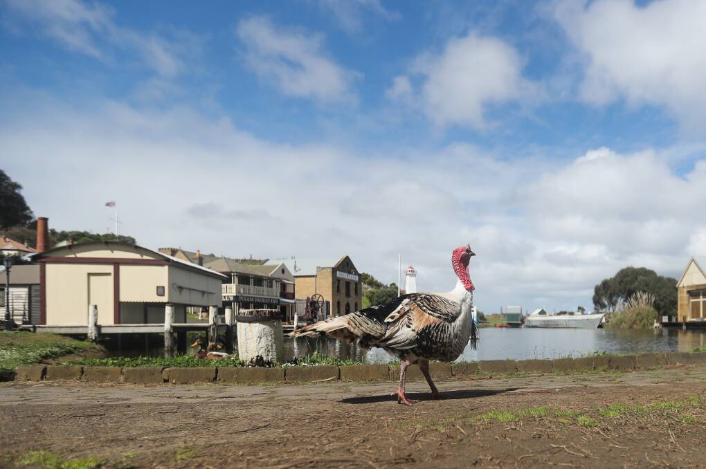 Settled in: Warrnambool’s famous turkey Albert will continue to promote the city from his new home at Flagstaff Hill.
