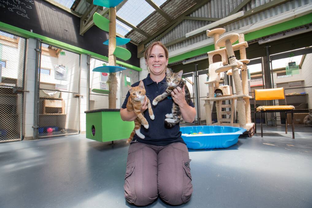 Team effort: Warrnambool RSPCA shelter supervisor Tracey Patterson has praised the Lava Street Veterinary Clinic, which is offering a discount on cat desexing in a bid to reduce unwanted felines. A number of cats have also been adopted after an article last week. Picture: Christine Ansorge

