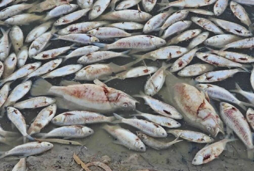 Millions of dead fish were discovered at Menindee on Friday. Picture supplied