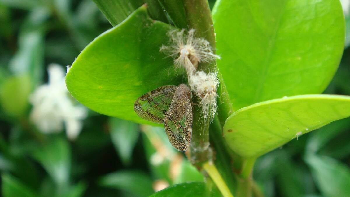 An adult passionvine hopper (scolypopa australis) and two "fluffy bums" (nymphs). Picture by Richard 001.