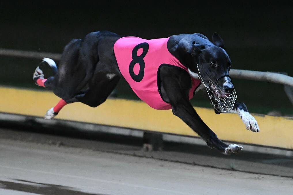 LEAP OF FAITH: Lightning Frank's owners are hoping he can salute in the Warrnambool Cup on Wednesday.