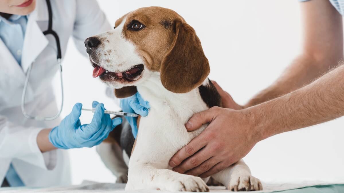 Why it's important to vaccinate your dog and cat