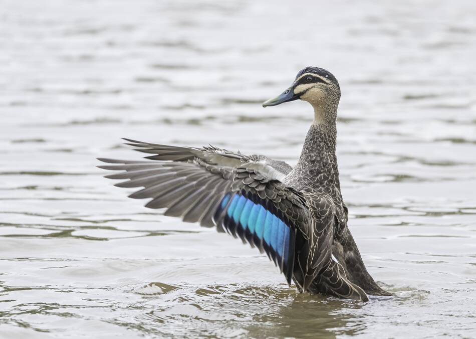 A Pacific Black Duck with wings outstretched. Photo: Nalini Scarfe