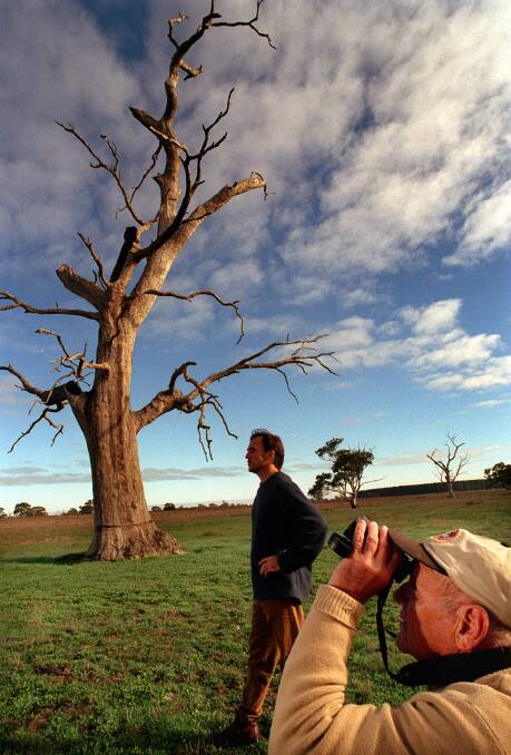 Annual count: Dick Cooper searching for red-tailed black cockatoos in an old redgum tree near Casterton with Richard Hill in 2001. Picture: Sandy Scheltema
