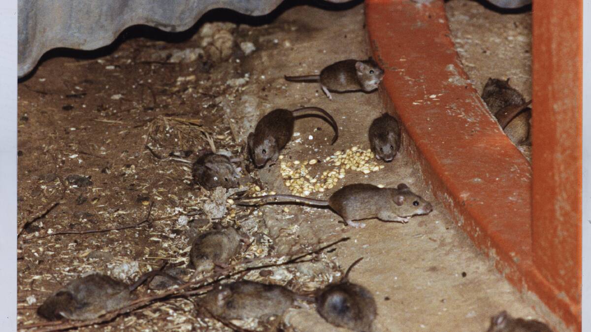 Agriculture Victoria is urging people not to make their own poisons to stop rising mouse numbers this year.