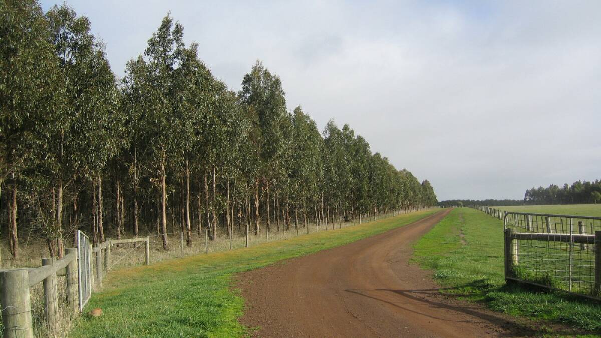 More than 3300 hectares of bluegum plantation land in western Victoria are to be sold after the bluegums have been harvested. 